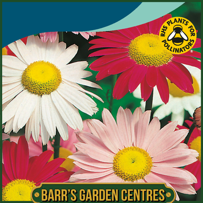 Johnsons - Pyrethrum Single Mix - 125 Seeds