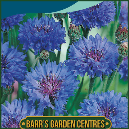 Johnsons - Cornflower Double Blue - 250 Seeds