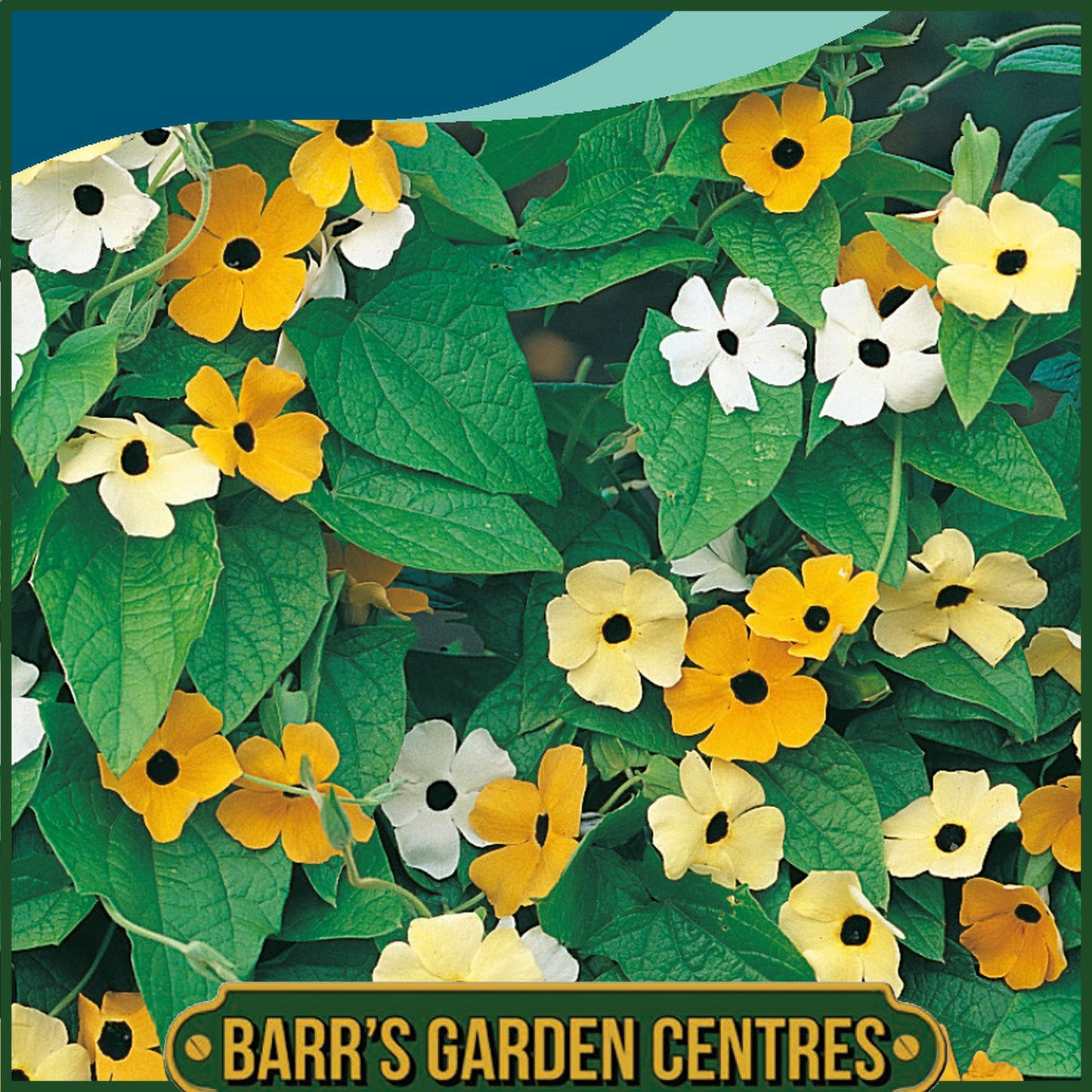 Johnsons - Black Eyed Susan Susie Mix - 25 Seeds