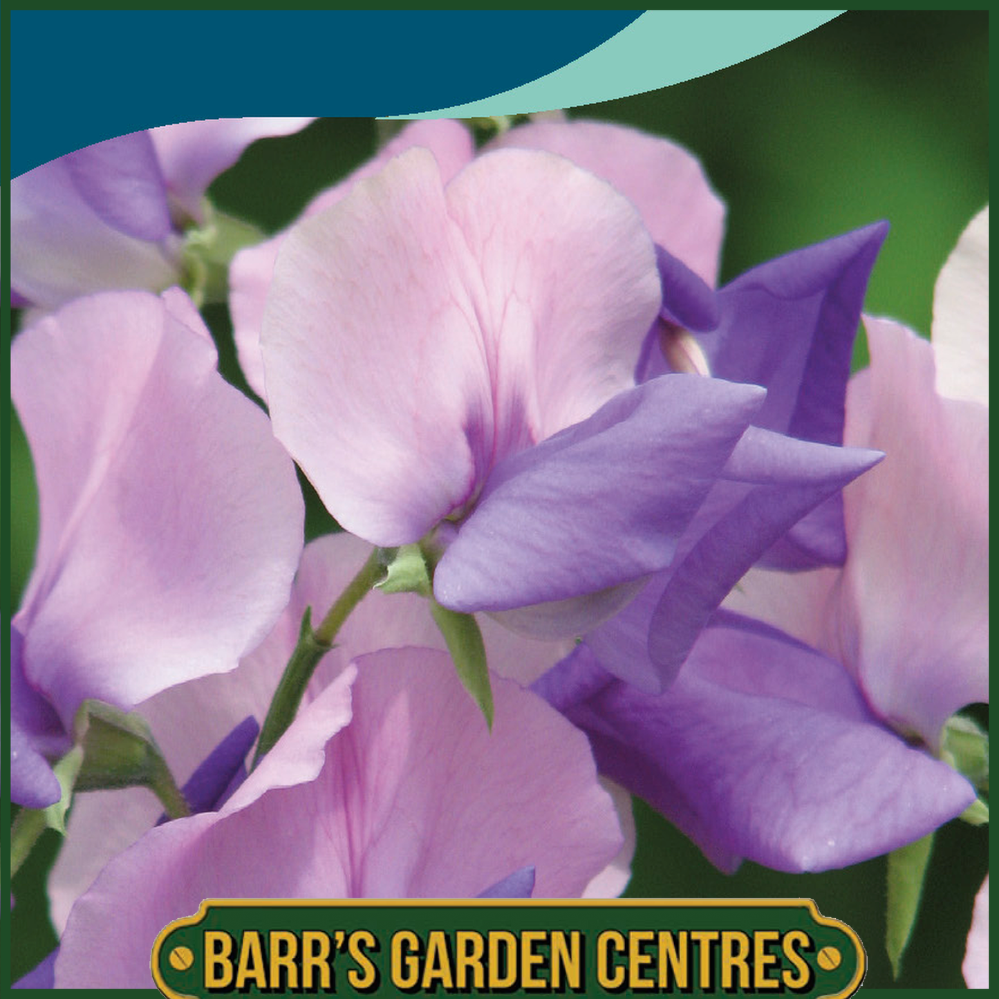 Johnsons - Sweet Pea Erewhon - 20 Seeds