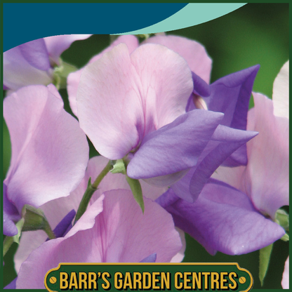 Johnsons - Sweet Pea Erewhon - 20 Seeds