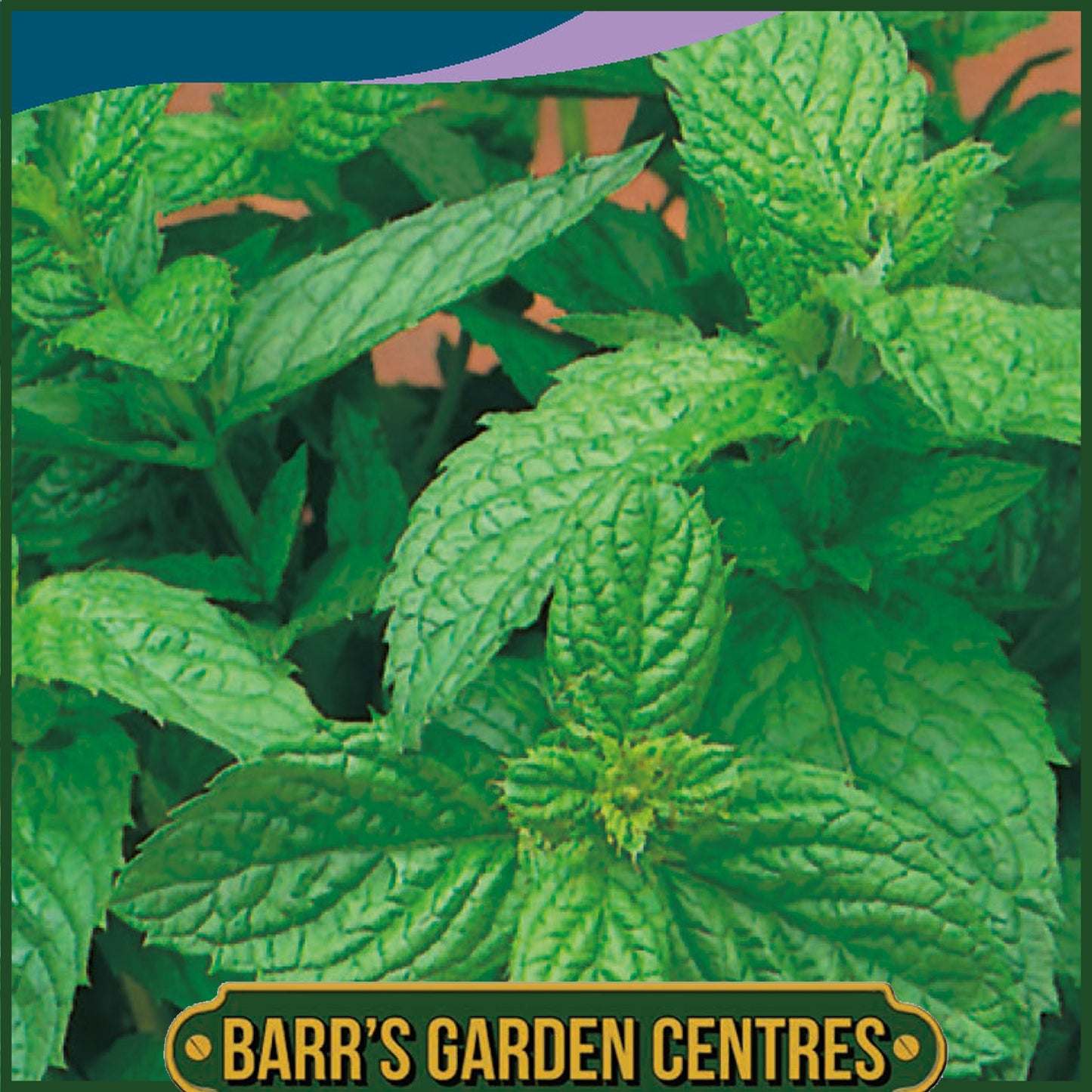 Johnsons - Herb - Mint - 1250 Seeds