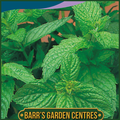 Johnsons - Herb - Mint - 1250 Seeds
