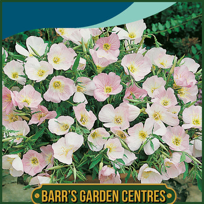 Johnsons - Evening Primrose Silky Orchid - 250 Seeds