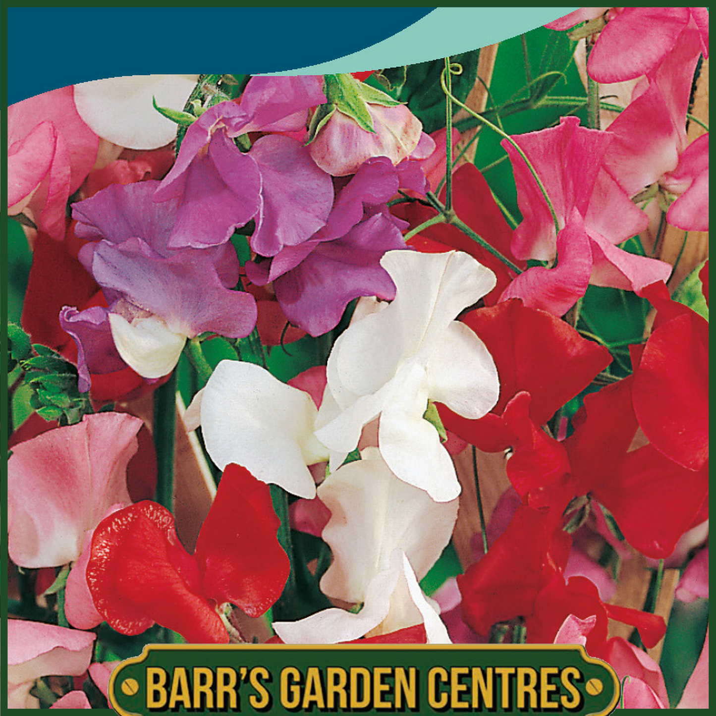 Johnsons - Sweet Pea Jet Set Mix - 25 Seeds