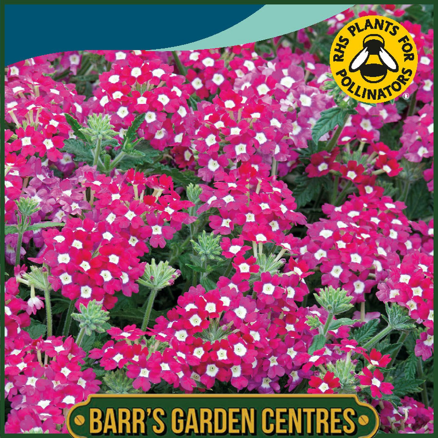 Johnsons - Verbena Scentsation Red - 50 Seeds