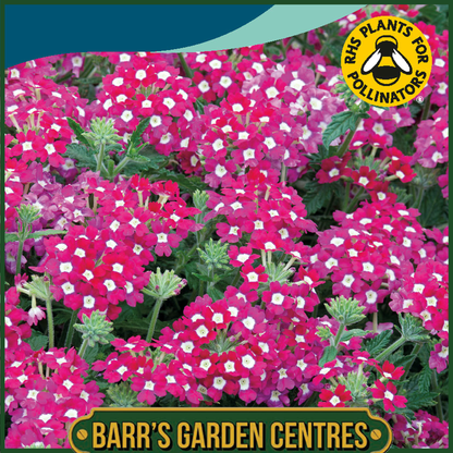 Johnsons - Verbena Scentsation Red - 50 Seeds