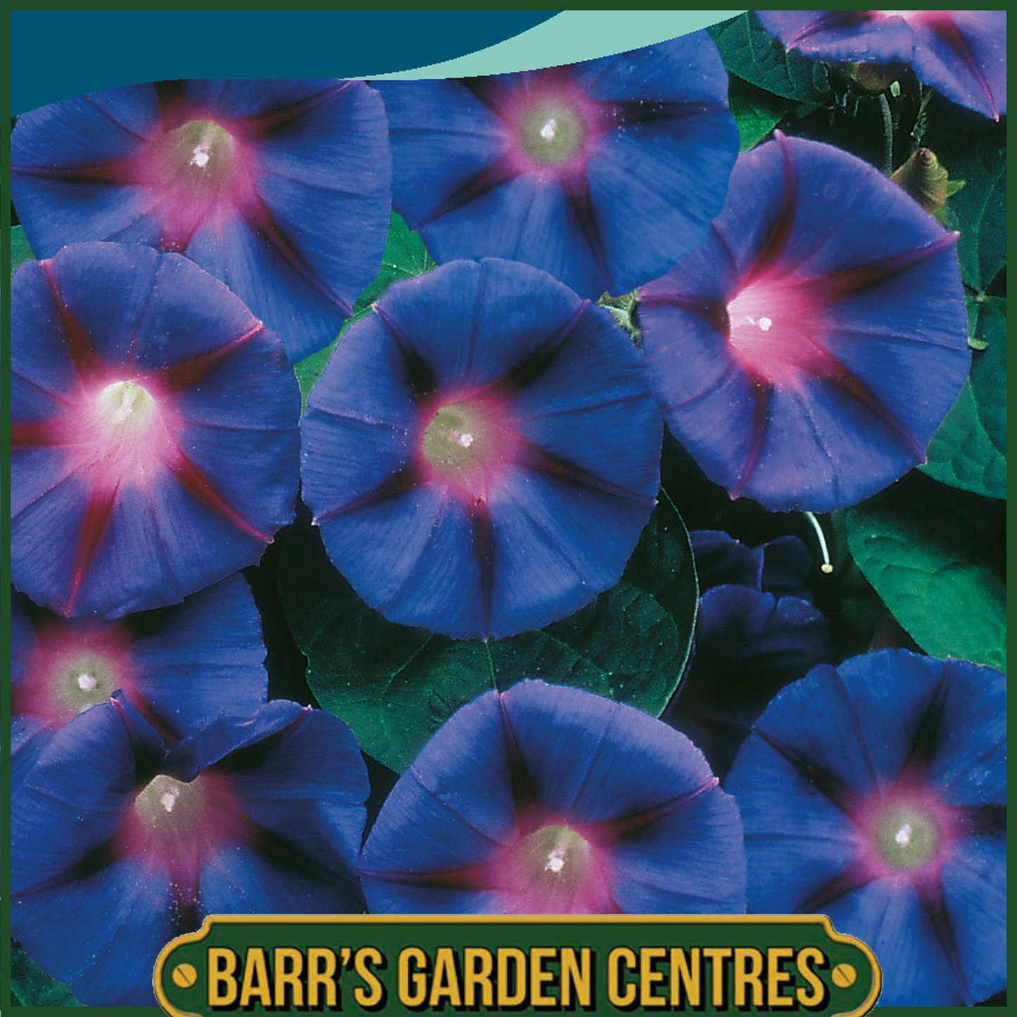 Johnsons - Morning Glory Grandpa Otts - 30 Seeds