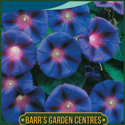 Johnsons - Morning Glory Grandpa Otts - 30 Seeds