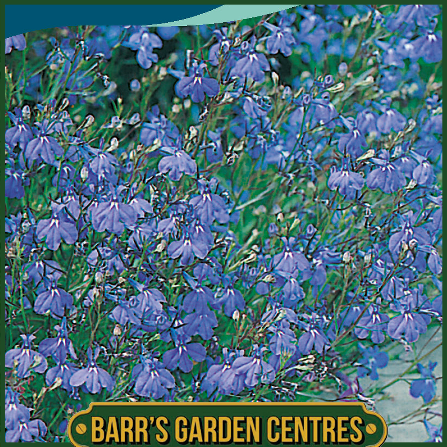 Johnsons -  Lobelia (trailing) Sapphire - 2000 Seeds