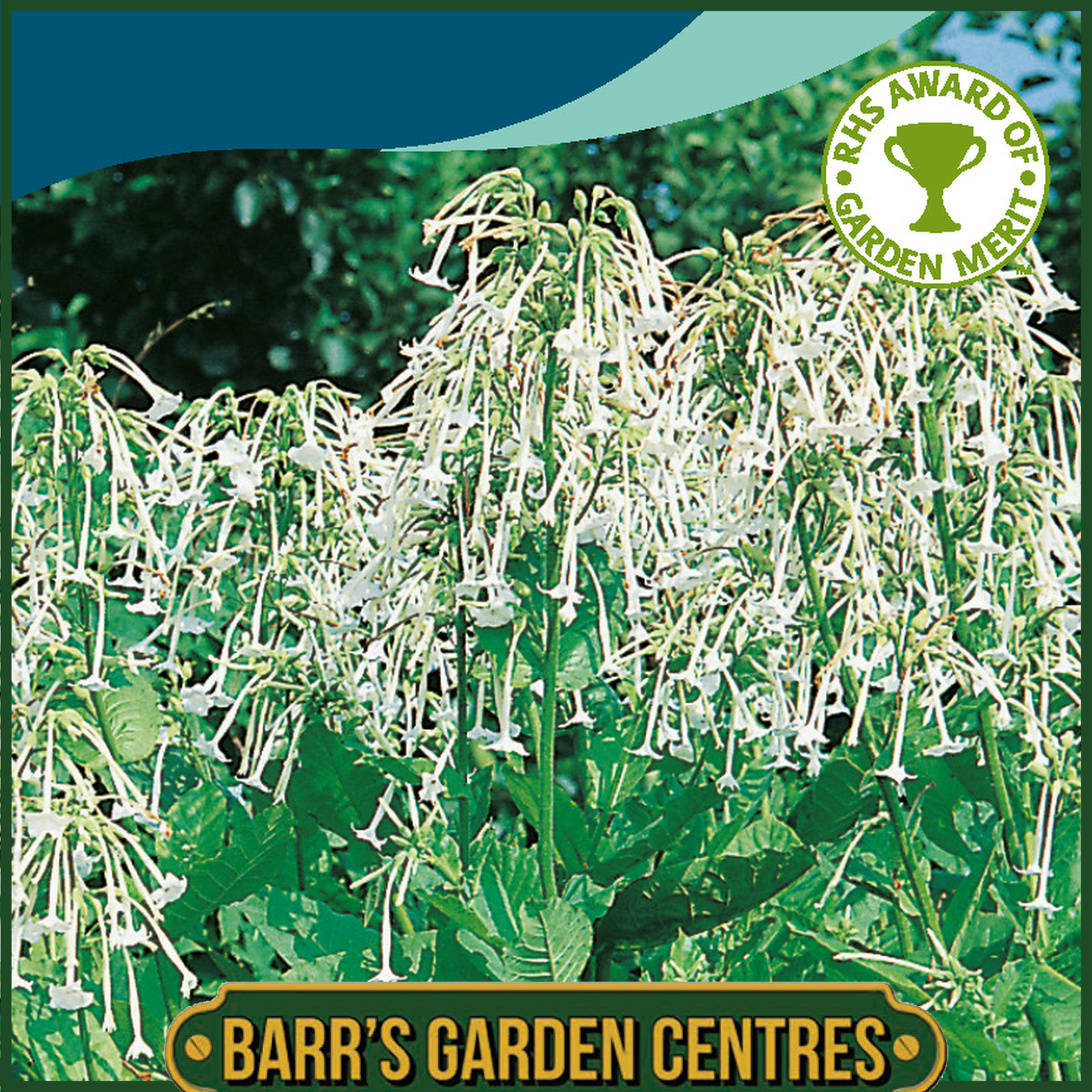 Johnsons - Nicotiana Sylvestris - 2000 Seeds