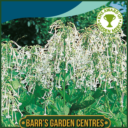 Johnsons - Nicotiana Sylvestris - 2000 Seeds