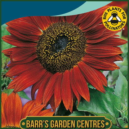 Johnsons - Sunflower Red Sun - 40 Seeds
