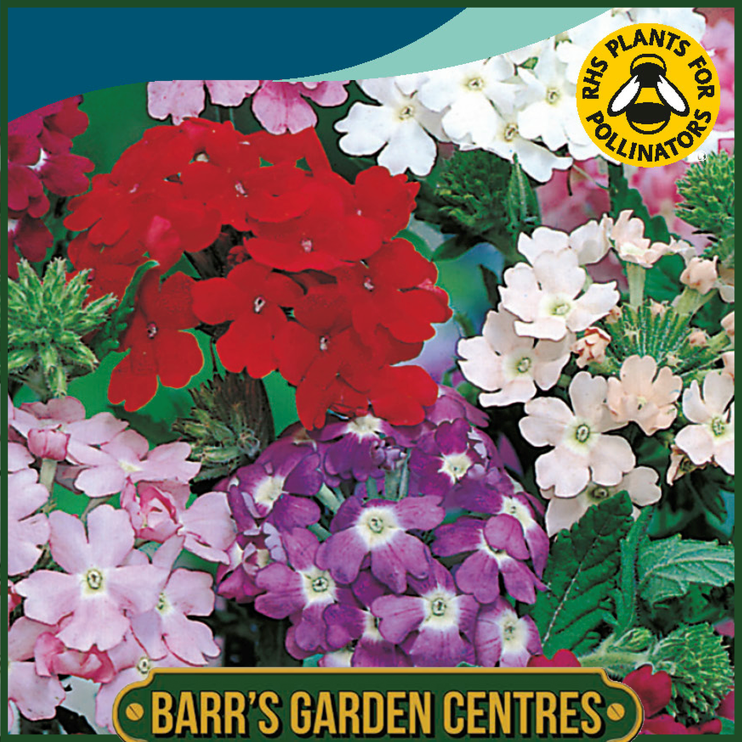 Johnsons - Verbena Sparkles Mix - 125 Seeds