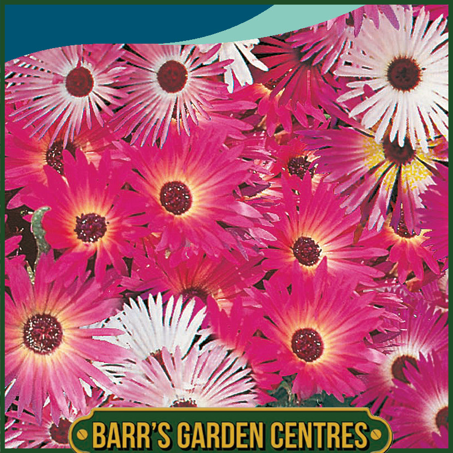 Johnsons - Mesembryanthemum African Dream - 300 Seeds