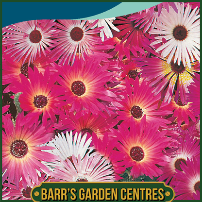 Johnsons - Mesembryanthemum African Dream - 300 Seeds