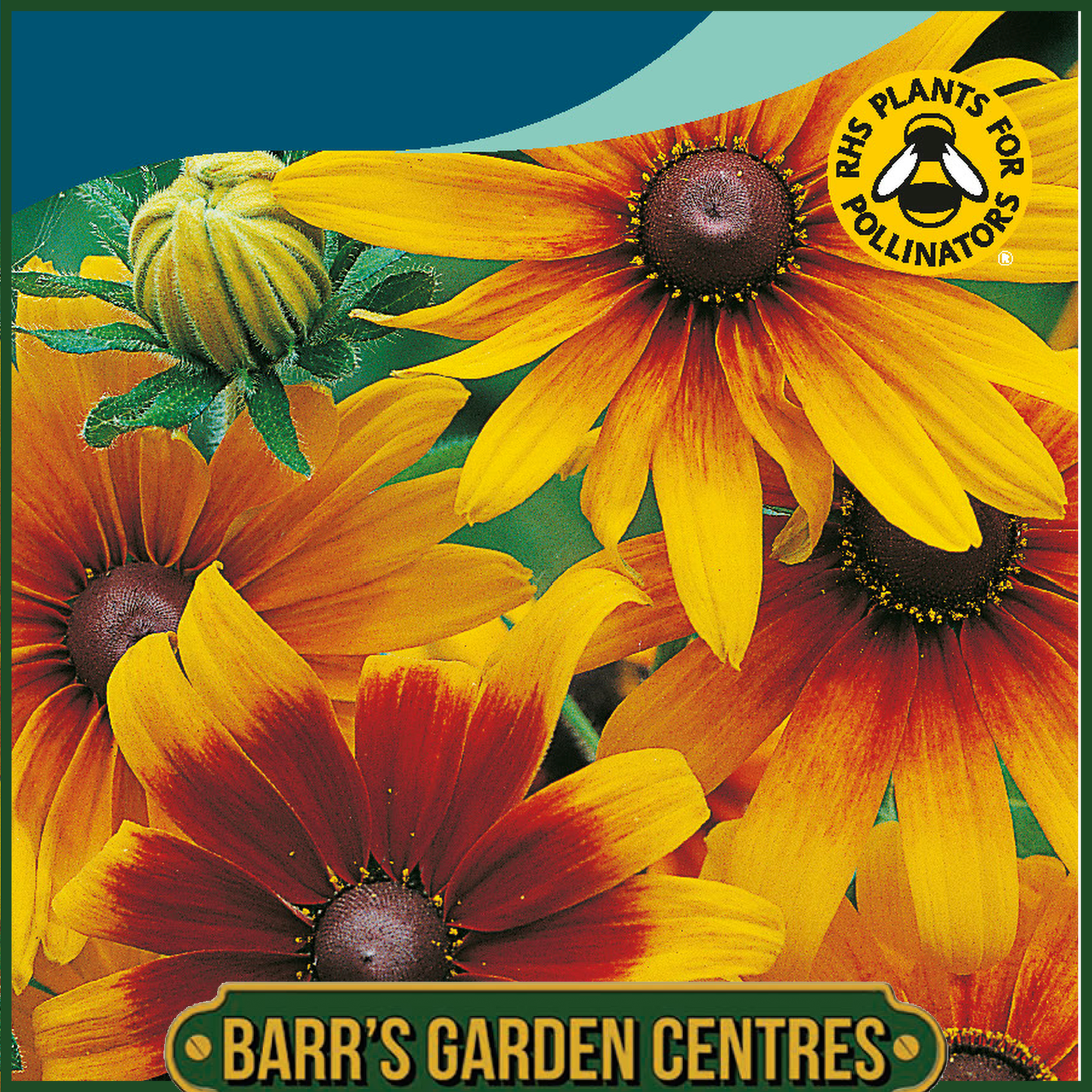 Johnsons - Rudbeckia Gloriosa Daisies - 500 Seeds