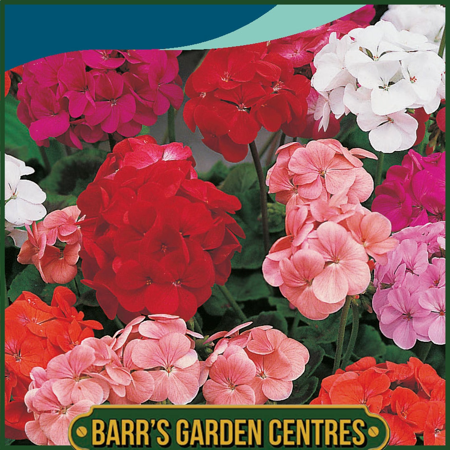 Johnsons - Geranium Special Mop Head Mix F1 - 10 Seeds