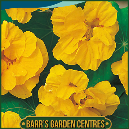 Johnsons - Nasturtium Golden Jewel - 25 Seeds