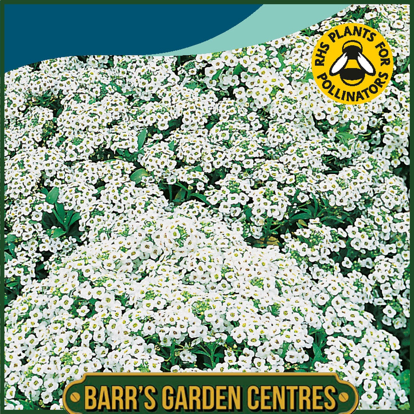 Johnsons - Alyssum Carpet of Snow - 1250 Seeds