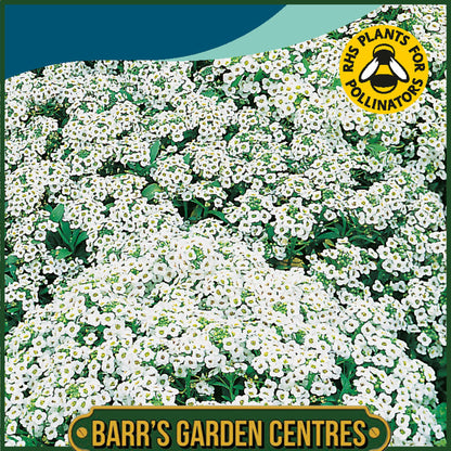 Johnsons - Alyssum Carpet of Snow - 1250 Seeds