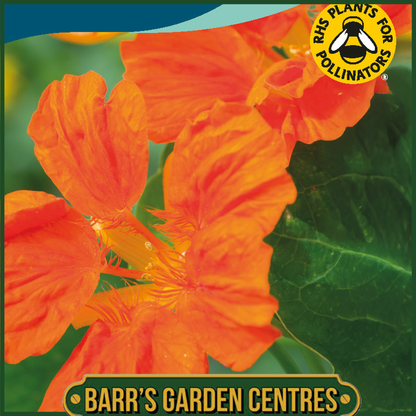 Johnsons - Nasturtium Whirlybird Tangerine - 25 Seeds