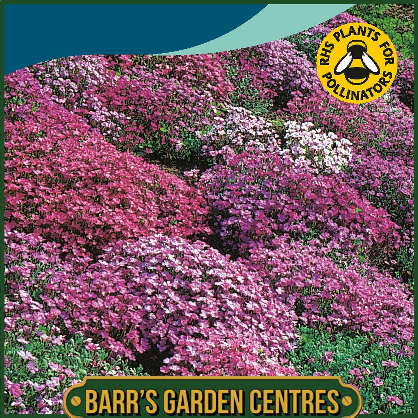 Johnsons - Aubrieta Cascade Mix - 200 Seeds