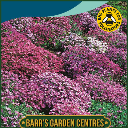 Johnsons - Aubrieta Cascade Mix - 200 Seeds