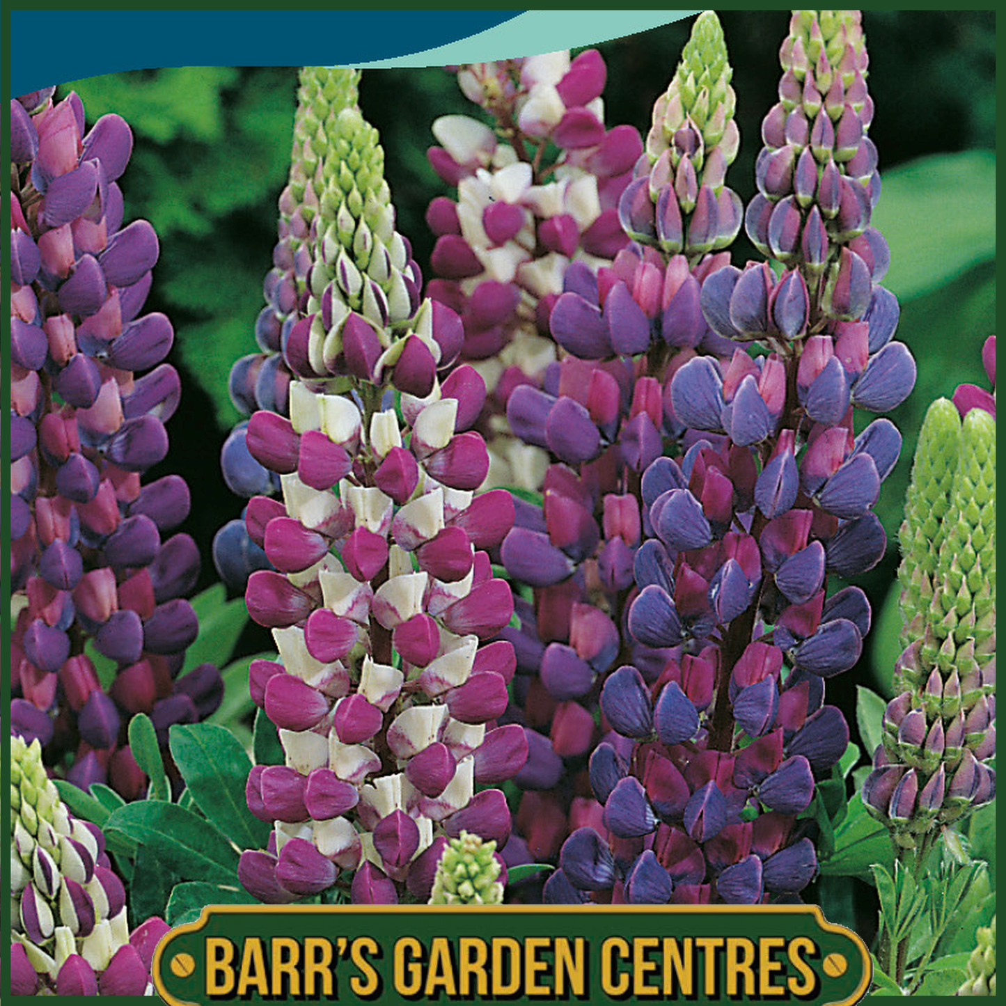 Johnsons - Lupin Gallery Blue Shades - 20 Seeds