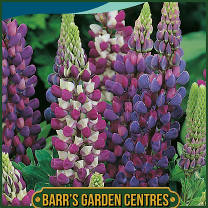Johnsons - Lupin Gallery Blue Shades - 20 Seeds