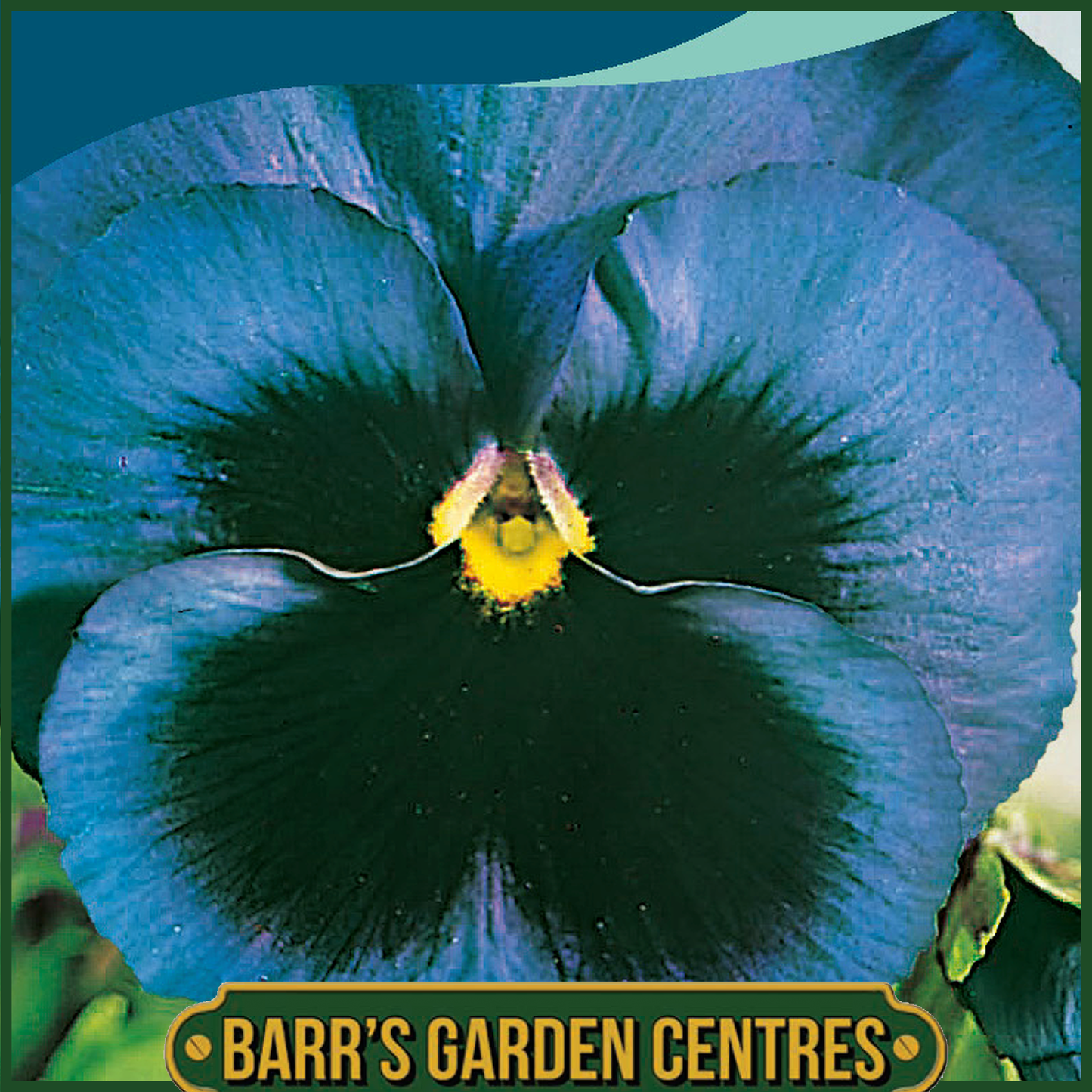 Johnsons - Pansy Swiss Giants Ullswater Blue - 100 Seeds