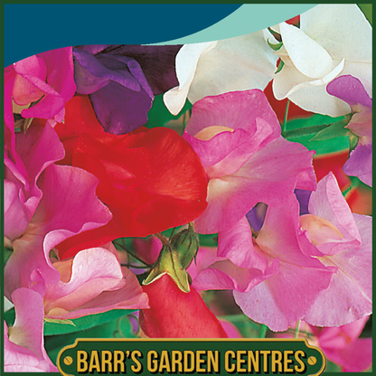 Johnsons - Sweet Pea Giant Waved Mix - 25 Seeds