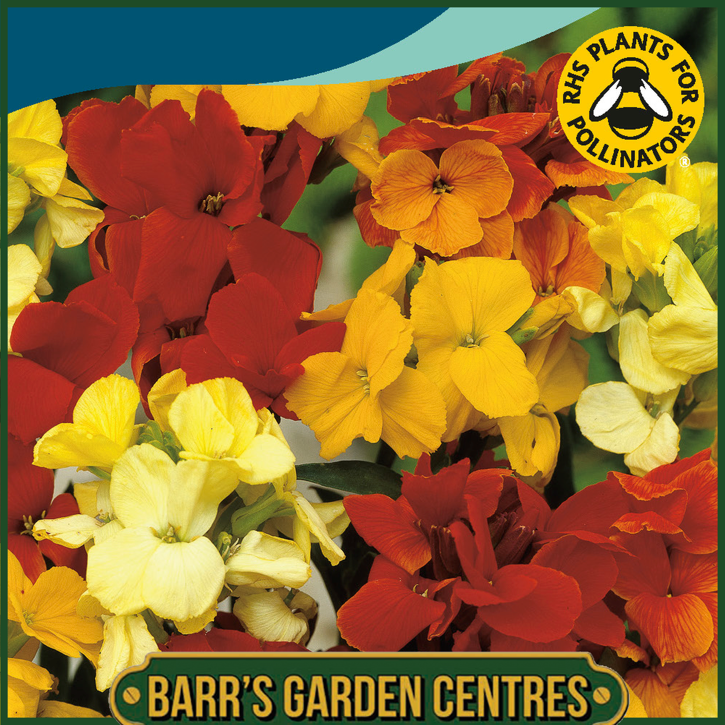Johnsons - Wallflower Tom Thumb Mix - 300 Seeds