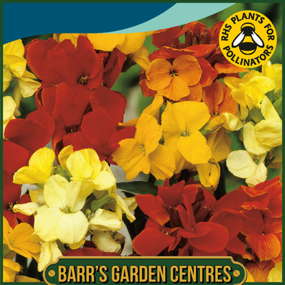 Johnsons - Wallflower Tom Thumb Mix - 300 Seeds