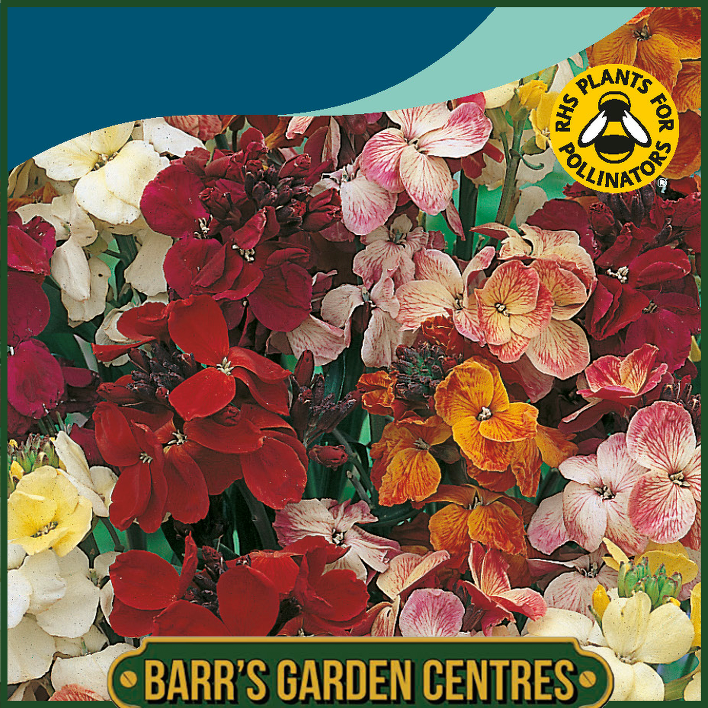 Johnsons - Wallflower Single Mix - 500 Seeds