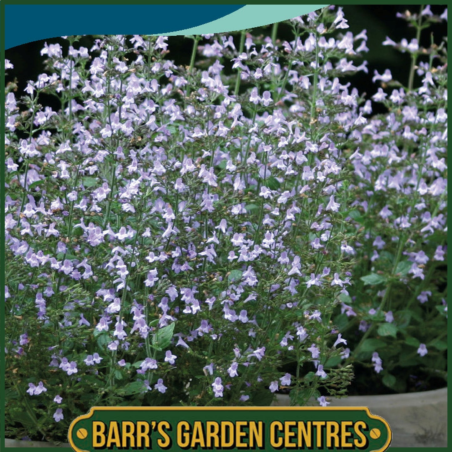 Johnsons - Calamintha Nepeta Marvelette Blue - 20 Seeds