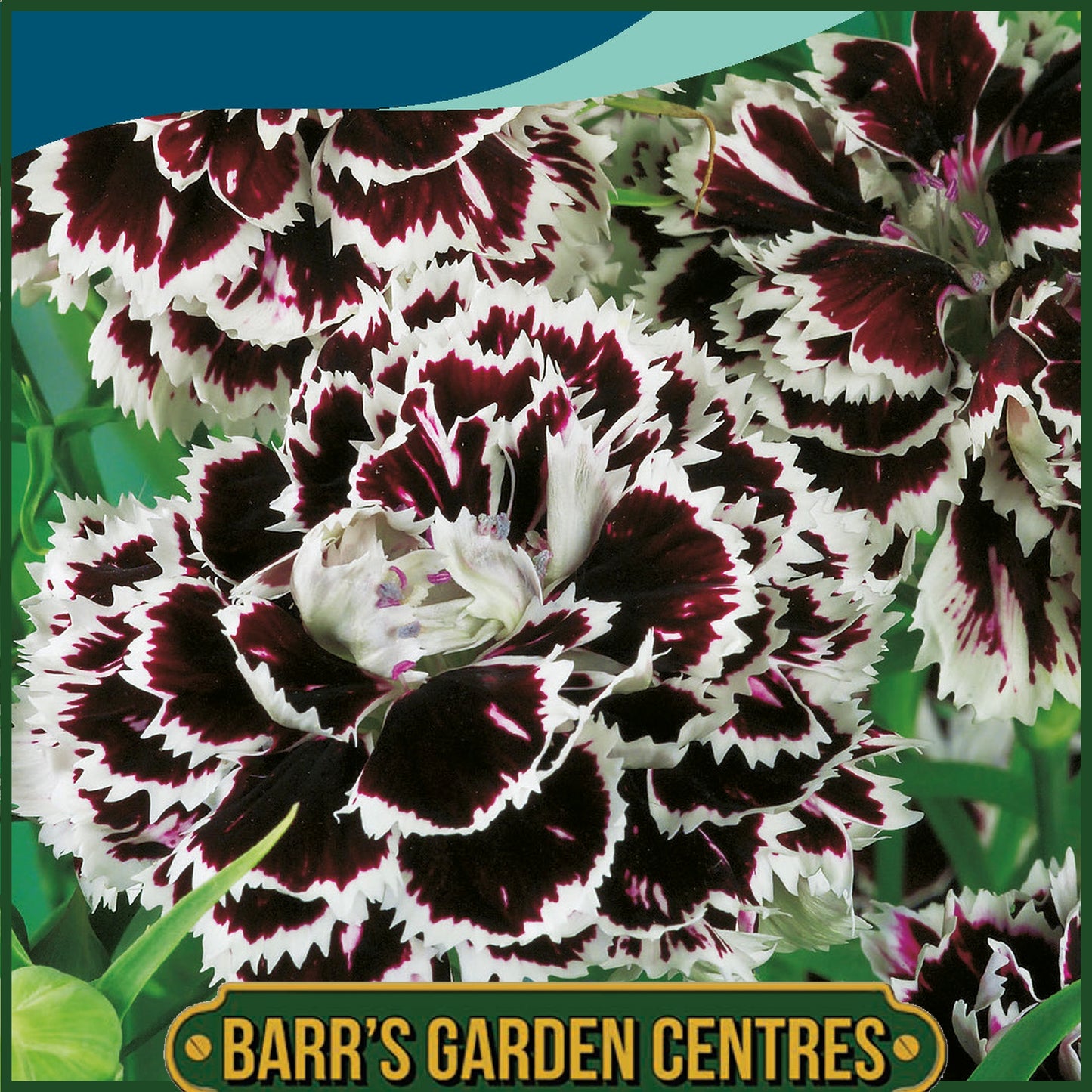 Johnsons - Dianthus Chinensis Chianti - 200 Seeds