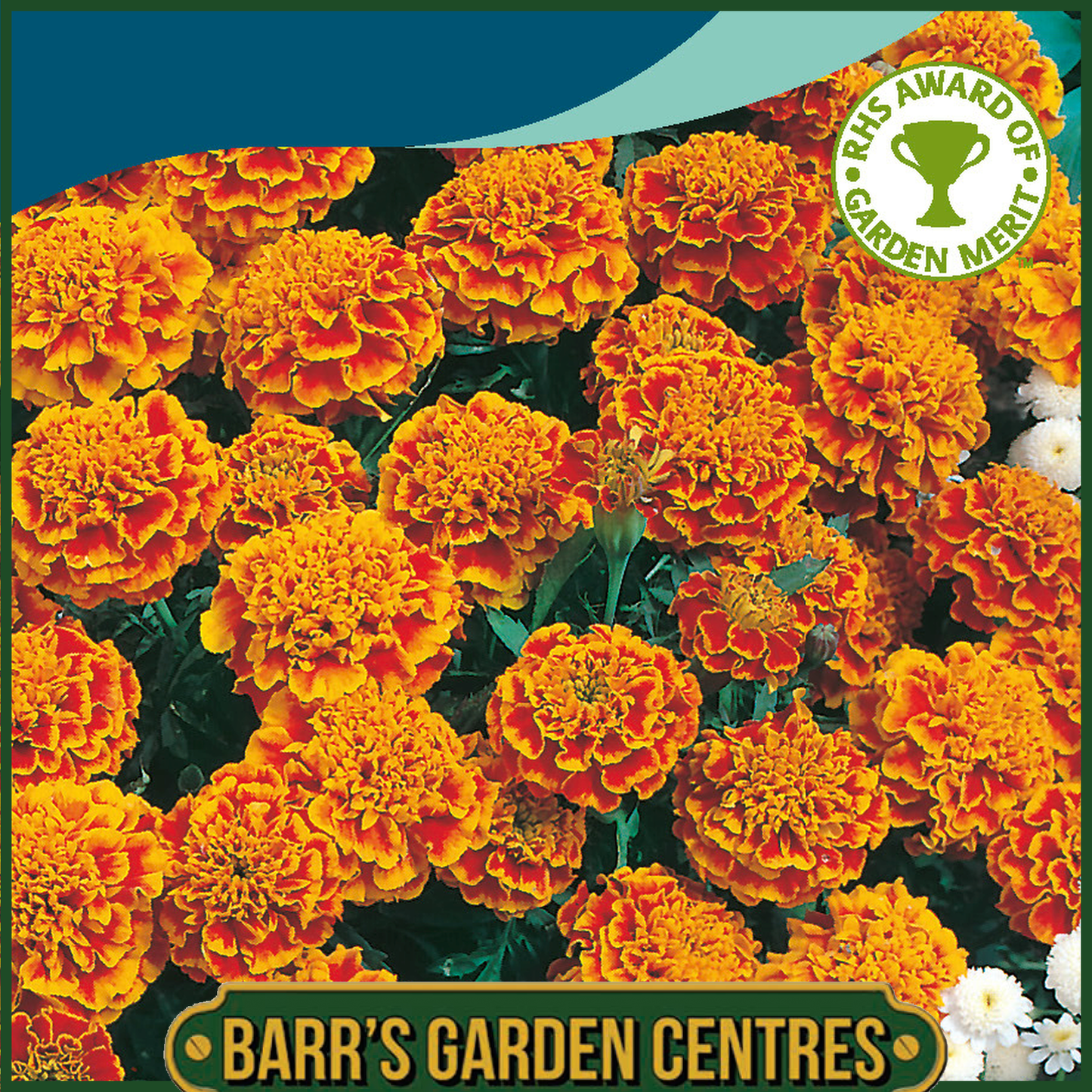 Johnsons - Marigold (French) Honeycomb - 100 Seeds