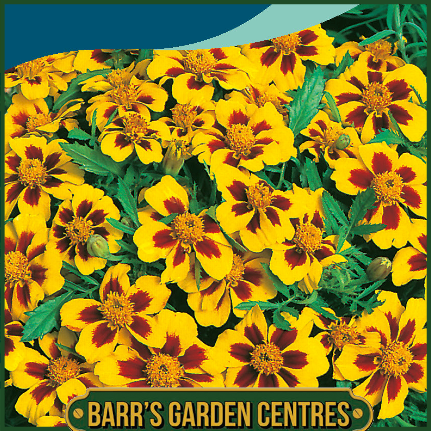 Johnsons - Marigold (French) Naughty Marietta - 175 Seeds