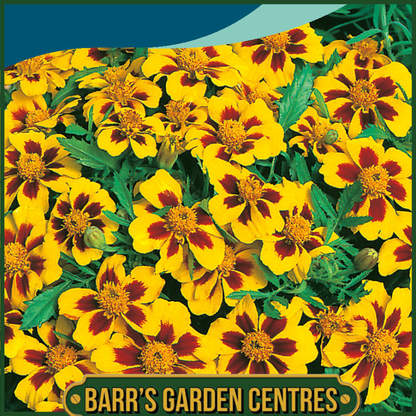 Johnsons - Marigold (French) Naughty Marietta - 175 Seeds