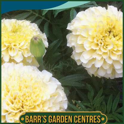 Johnsons - Marigold (African) Buttercream F1 - 20 Seeds