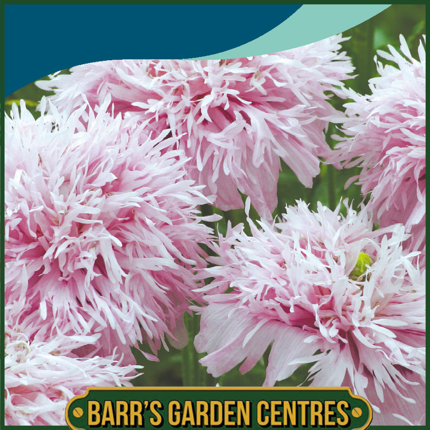 Johnsons - Poppy Paeony Lilac Pompom - 750 Seeds