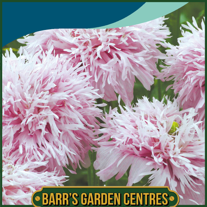 Johnsons - Poppy Paeony Lilac Pompom - 750 Seeds