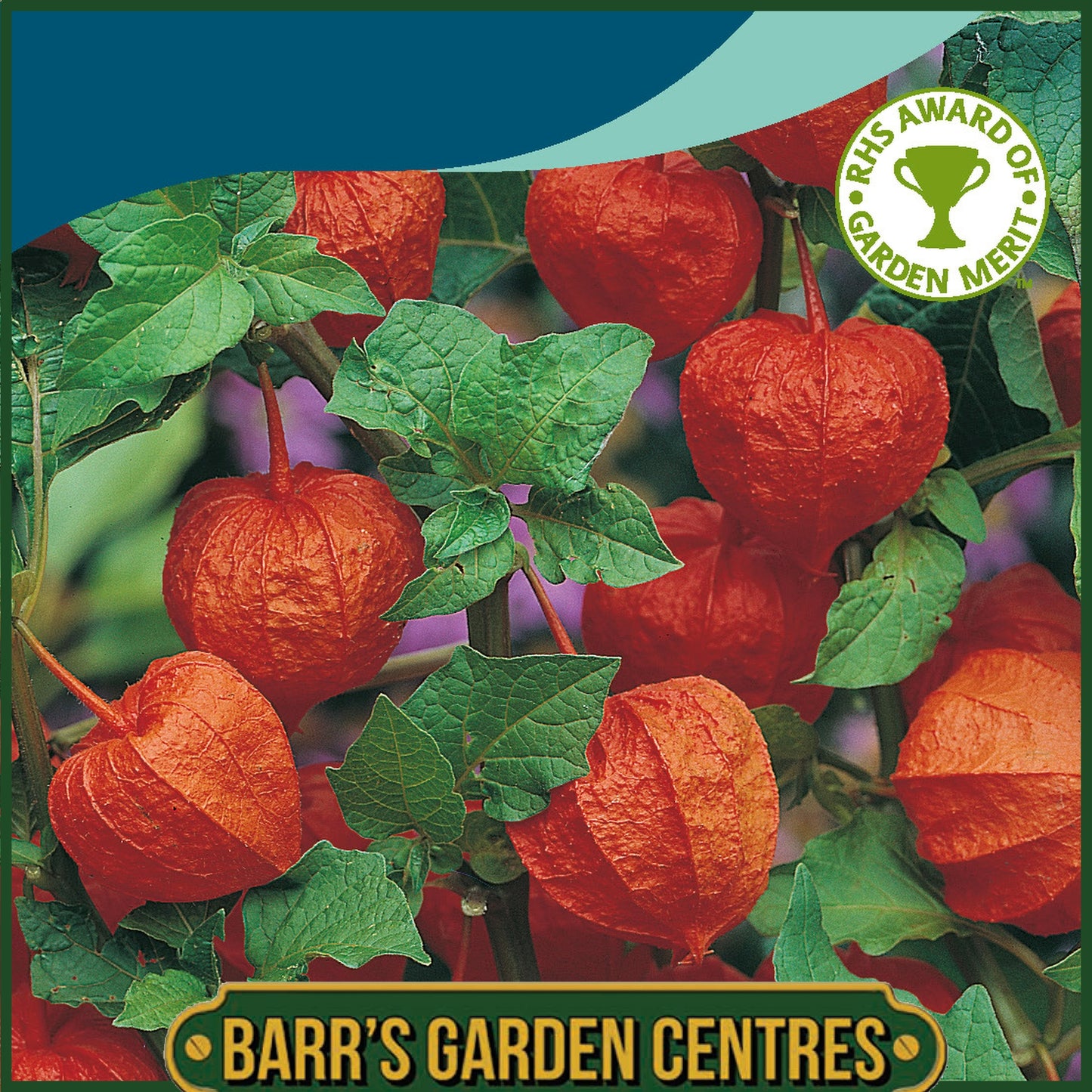 Johnsons - Chinese Lanterns - Physalis - 150 Seeds