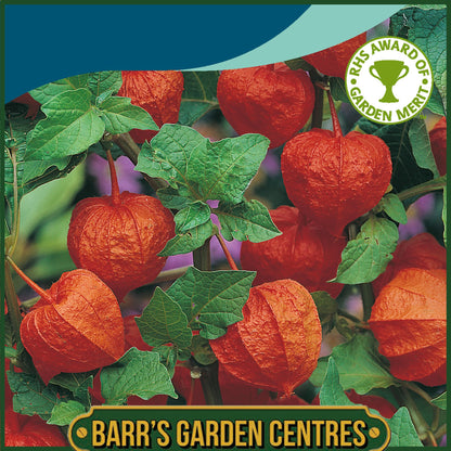 Johnsons - Chinese Lanterns - Physalis - 150 Seeds