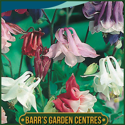 Johnsons - Aquilegia Biedermeier Mix - 100 Seeds