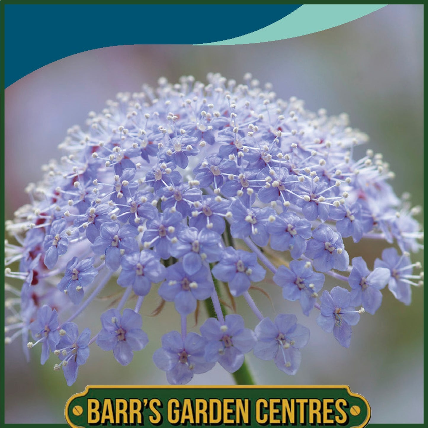 Johnsons - Didiscus Blue Lace - 100 Seeds