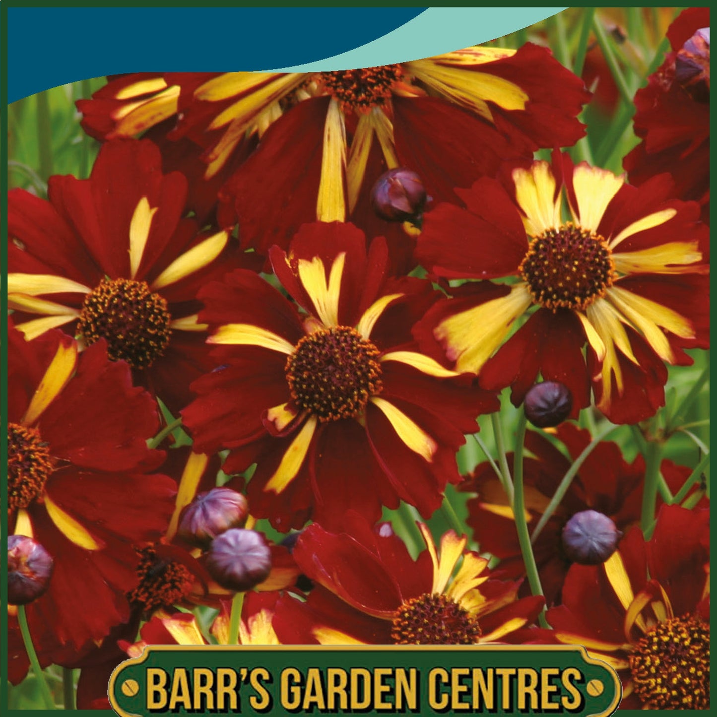 Johnsons - Coreopsis Roulette - 300 Seeds