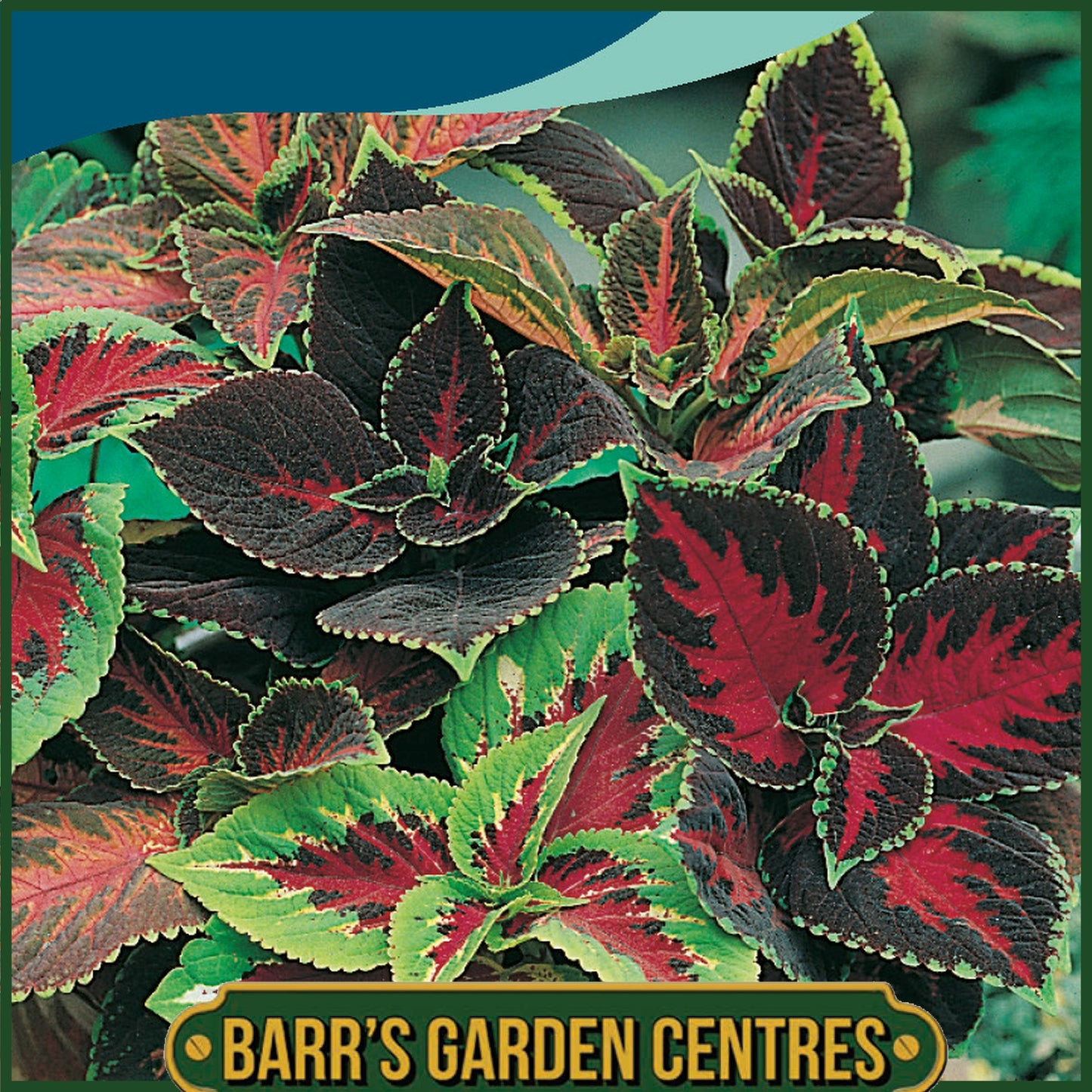 Johnsons - Coleus Rainbow Mix - 100 Seeds