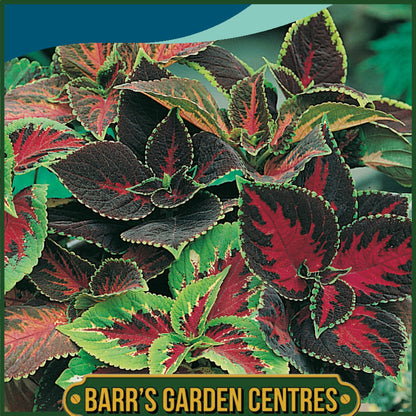 Johnsons - Coleus Rainbow Mix - 100 Seeds